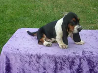 Ozzie, a male Basset Hound for sale in Kansas City, MO – Photo 4 of 9