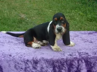Ozzie, a male Basset Hound for sale in Kansas City, MO – Photo 7 of 9
