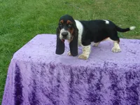 Ozzie, a male Basset Hound for sale in Kansas City, MO – Photo 8 of 9