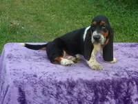 Ozzie, a male Basset Hound for sale in Kansas City, MO – Photo 1 of 9