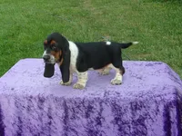 Ozzie, a male Basset Hound for sale in Kansas City, MO – Photo 2 of 9