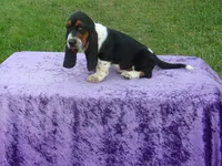 Ozzie, a male Basset Hound for sale in Kansas City, MO – Photo 9 of 9