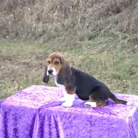 Chloe, a female Basset Hound for sale in Kansas City, MO – Photo 8 of 9