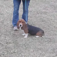 Chloe, a female Basset Hound for sale in Kansas City, MO – Photo 1 of 9