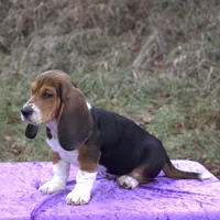 Chloe, a female Basset Hound for sale in Kansas City, MO – Photo 7 of 9