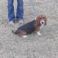 Chloe, a female Basset Hound for sale in Kansas City, MO – Photo 3 of 9