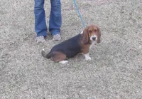 Chloe, a female Basset Hound for sale in Kansas City, MO – Photo 3 of 9