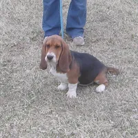 Chloe, a female Basset Hound for sale in Kansas City, MO – Photo 2 of 9