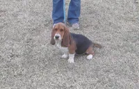 Chloe, a female Basset Hound for sale in Kansas City, MO – Photo 2 of 9