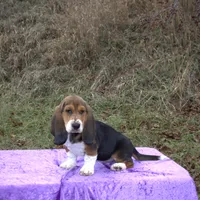 Chloe, a female Basset Hound for sale in Kansas City, MO – Photo 6 of 9