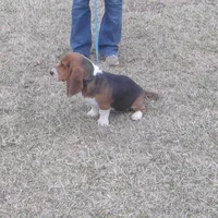 Chloe, a female Basset Hound for sale in Kansas City, MO – Photo 5 of 9