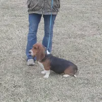 Chloe, a female Basset Hound for sale in Kansas City, MO – Photo 4 of 9