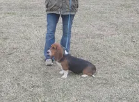 Chloe, a female Basset Hound for sale in Kansas City, MO – Photo 4 of 9