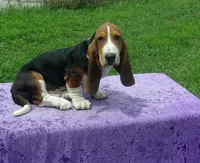 Opie, a male Basset Hound for sale in Kansas City, MO – Photo 10 of 10