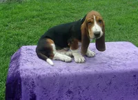 Opie, a male Basset Hound for sale in Kansas City, MO – Photo 3 of 10