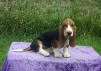 Opie, a male Basset Hound for sale in Kansas City, MO – Photo 4 of 10