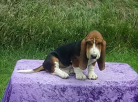 Opie, a male Basset Hound for sale in Kansas City, MO – Photo 5 of 10