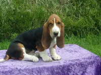 Opie, a male Basset Hound for sale in Kansas City, MO – Photo 7 of 10
