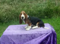 Opie, a male Basset Hound for sale in Kansas City, MO – Photo 8 of 10