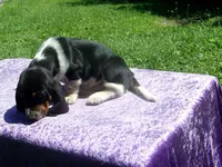 Jezzabelle, a female Basset Hound for sale in Kansas City, MO – 8 of 9