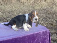 Velma, a female Basset Hound for sale in Kansas City, MO – Photo 7 of 10