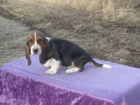 Velma, a female Basset Hound for sale in Kansas City, MO – Photo 1 of 10