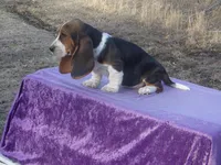 Velma, a female Basset Hound for sale in Kansas City, MO – Photo 9 of 10