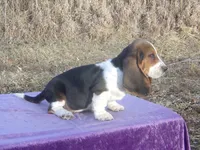 Velma, a female Basset Hound for sale in Kansas City, MO – Photo 8 of 10