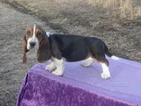 Velma, a female Basset Hound for sale in Kansas City, MO – Photo 4 of 10
