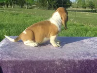 Magnum, a male Basset Hound for sale in Kansas City, MO – Photo 2 of 5