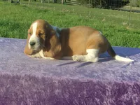Magnum, a male Basset Hound for sale in Kansas City, MO – Photo 3 of 5