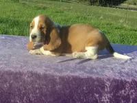 Magnum, a male Basset Hound for sale in Kansas City, MO – Photo 4 of 5