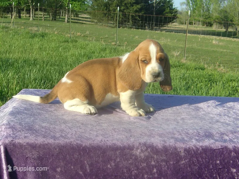 Magnum – Basset Hound puppy for sale in Kansas City, MO