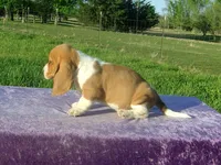 Magnum, a male Basset Hound for sale in Kansas City, MO – Photo 5 of 5