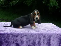 Sadie, a female Basset Hound for sale in Kansas City, MO – 4 of 9