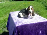 Bella, a female Basset Hound for sale in Kansas City, MO – 7 of 9