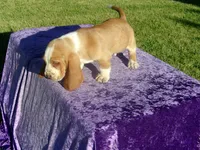 Shilo, a male Basset Hound for sale in Kansas City, MO – 6 of 8