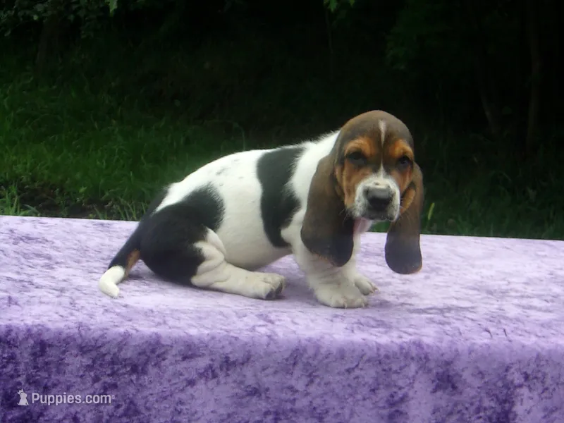 Sammie – Basset Hound puppy for sale in Kansas City, MO
