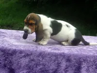 Sammie, a male Basset Hound for sale in Kansas City, MO – 2 of 7