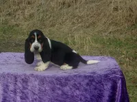 Bonnie, a female Basset Hound for sale in Kansas City, MO – Photo 9 of 10