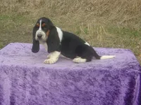 Bonnie, a female Basset Hound for sale in Kansas City, MO – Photo 1 of 10