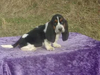 Bonnie, a female Basset Hound for sale in Kansas City, MO – Photo 4 of 10