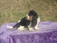 Bonnie, a female Basset Hound for sale in Kansas City, MO – Photo 7 of 10