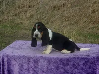 Bonnie, a female Basset Hound for sale in Kansas City, MO – Photo 10 of 10