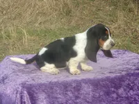 Bonnie, a female Basset Hound for sale in Kansas City, MO – Photo 6 of 10