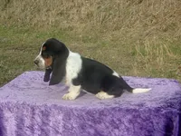 Bonnie, a female Basset Hound for sale in Kansas City, MO – Photo 3 of 10