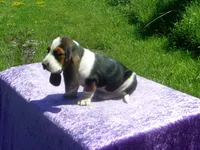 Bella, a female Basset Hound for sale in Kansas City, MO – 3 of 9