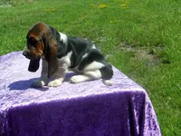 Chloe, a female Basset Hound for sale in Kansas City, MO – 8 of 8