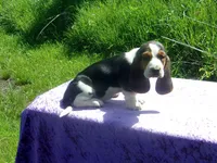 Bella, a female Basset Hound for sale in Kansas City, MO – 4 of 9