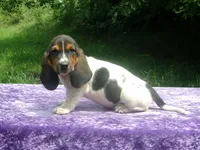 Hazel, a female Basset Hound for sale in Kansas City, MO – 2 of 10